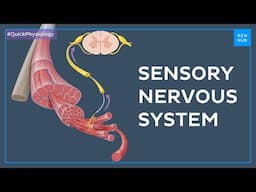 Sensory (afferent) nervous system - Quick Physiology | Kenhub