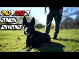 Pros & Cons of German Shepherds!!! Elite Working Dogs or Family Nightmare?