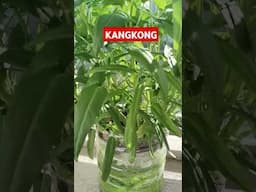 KANGKONG