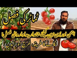 DIY Tomato Farming | High Yield Secrets || Kam Kharch Zyada Paidawar || Behtareen Fasal Ka Raaz