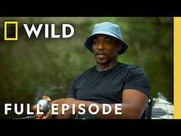 Anthony Mackie: Shark Beach | SPECIAL | Nat Geo Animals