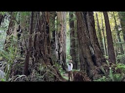 Prairie Creek Redwoods State Park - Fern Canyon & Karl Knapp Trails - Oregon