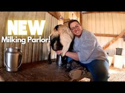 Cleaning, Remodeling & Using Our NEW Goat Milking Area! (Countdown to Kidding)