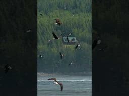 Hundreds of eagles gather for a huge feeding frenzy.