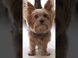 The Yorkshire Terrier: Unveiling the Glamour, Charm, and Personality of this Tiny Marvel!