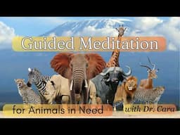 Guided Meditation for Animals in Need