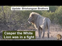 Update: Casper The White Lion And Shishangaan Brothers