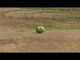 Honolulu Zoo Elephants make their Big Game picks