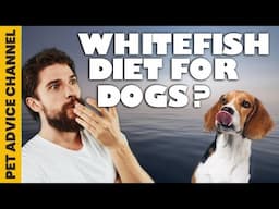 Benefits of whitefish for dogs