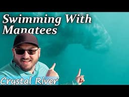 Gentle Giants: Swimming with Manatees (Legally) in Florida