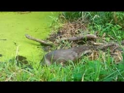 Otter Family at Sculthorpe Moor - Summer 2024