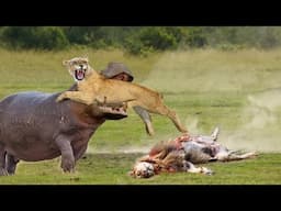 Big Battle Hippo vs Lion Scary Hippo Attack Lion! What Happens When Lion Confronts The Planet's