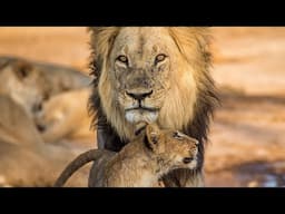 Lion Documentary - The True Rulers of Lion Valley | Wild Planet