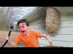 he destroyed the WRONG wasp nest..