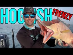 Hogfish Frenzy! How to Catch a HogFish!