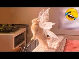 New Funny Animals 2024 😂 Funniest Cats and Dogs #22 🐶😻 Pets Awesome