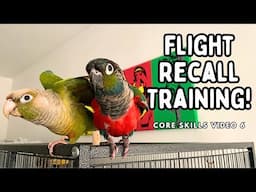 How To Teach Your Bird To Fly To You | Parrot Recall Training - Core Skills 6 | TheParrotTeacher