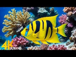 Aquarium 4K VIDEO (ULTRA HD) 🐠 Beautiful Coral Reef Fish - Relaxing Sleep Meditation Music #6