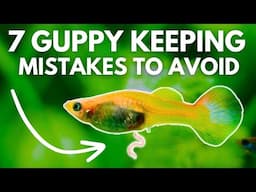 7 Common Guppy Keeping Mistakes You MUST Avoid!