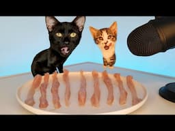 Kitten and Cat Eating Raw Chicken ASMR