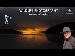 WILDLIFE PHOTOGRAPHY - Photo and film from a beautiful autumn in Dalarna, Sweden.