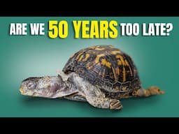 Turtle Captured in 1977 Kept on Kitchen Floor and Fed Cat Food for Almost 50 Years!