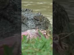 Feeding Crocodiles Action! #crocodile #reptiles #funnyanimal