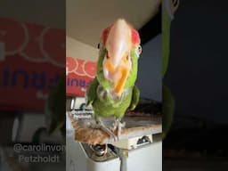 Cute PARROT eating VERY WEIRDLY CUTE!