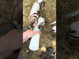 Baby Goat Figures Out Bottle For The First Time