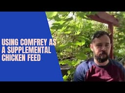 Using Comfrey as Supplemental Chicken Feed