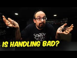 Should YOU Handle YOUR TARANTULA?