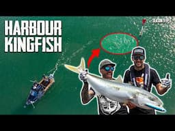 Kingfish Madness: Epic Harbour Fishing With Stick Bait Lures In Tauranga S9 Ep4