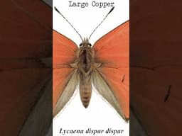 Lycaena dispar dispar - Extinct European Butterfly Subspecies