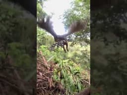 Release of the brown owl to the wild! 🦉💚