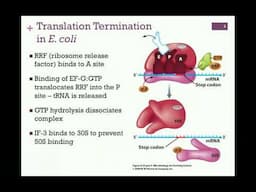 189-Translation Termination; Prokaryotic Coupling