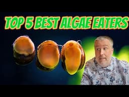 Top 5 Algae Eaters You Didn’t Know About