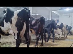 ABS,Denmark Breed || Top quality HF cow at Maratha Dairy Farm || Karnal-Haryana