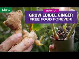 How to grow ginger for an endless harvest!