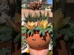 Beautiful Succulents Arrangement! 🌵🍃 #indoorideas #ideas #garden #shorts #plants #shortvideo