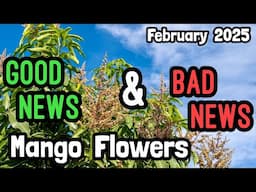 Good News & Bad News for Mango Flowers (February 2025)