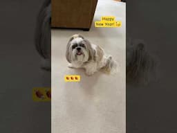 Adorable Dog Celebrates the New Year with a Yummy Treat 🥳🍖 #shorts #shihtzu