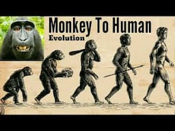 Evolution of Human / Process Of Evolution / Monkey To Human Evolution / Evolution Process /Evolution