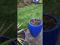 Poolside Pots are Cleaned out for the winter and looking good!