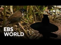 [ENG SUB] Incredible Birds Dancing for a Single Mate #PICKDOCU