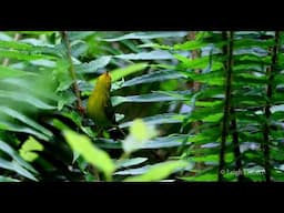 HOODED WARBLER  CLIMBING FERNS #warbler