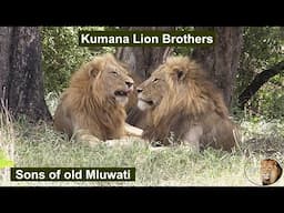 Could The Most Beautiful Lions Take Over The Satara Pride From Casper And Shishangaan Brothers?