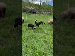 ADORABLE dancing baby sheep #babysheep #homesteading #babyanimals #cuteanimals #lamb #merino