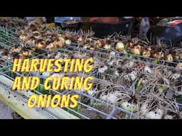 Harvesting a Year's Worth of Onions for LONG Storage Made EASY | Rainpoint watering system