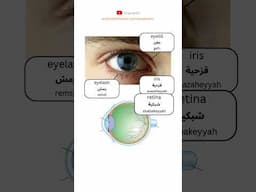 Ready for interesting 'Eye-Related' vocabulary in Spoken Egyptian?