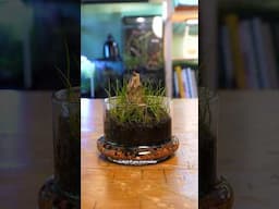 Making a  tiny terrarium you cannot over water